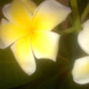 Meet your Posher, Florence